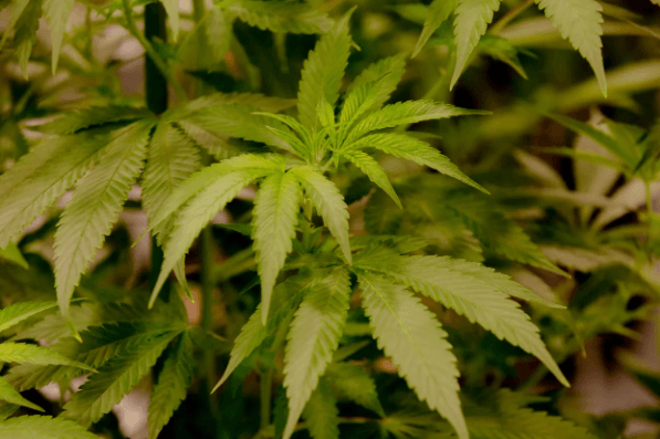 7 CT Cannabis Companies Can Reapply For Licenses