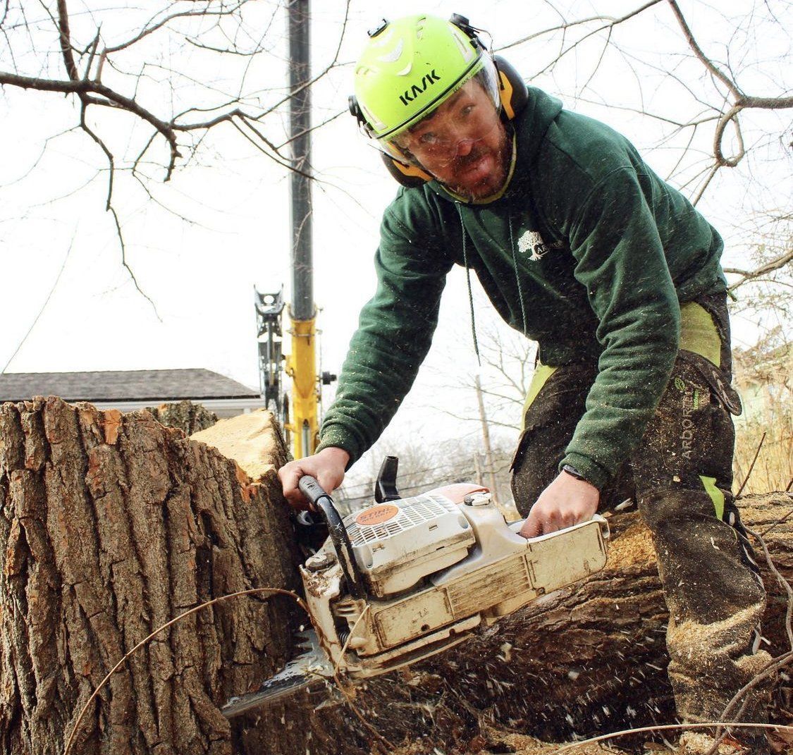 Arbor Green is Connecticut’s Fastest Growing Tree Service - photo 2