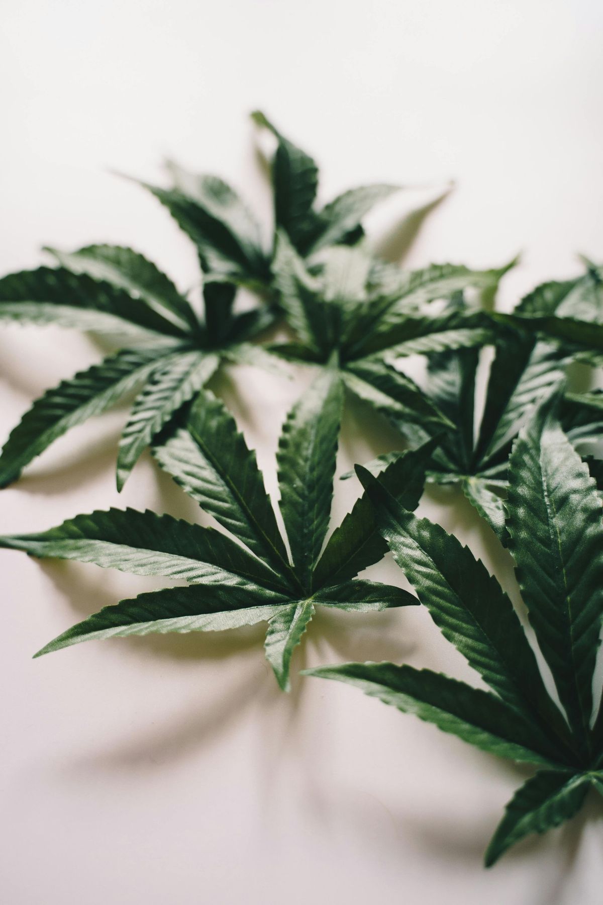 CT Cannabis Entrepreneurs Seek Flexibility in Selling Equity Stakes