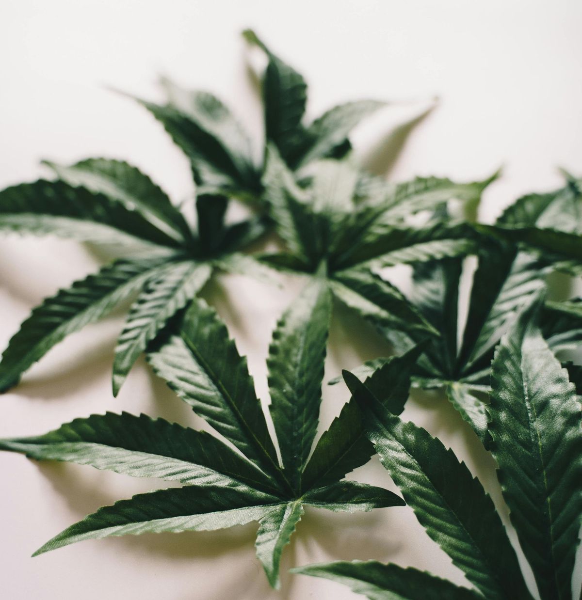 CT Cannabis Entrepreneurs Seek Flexibility in Selling Equity Stakes