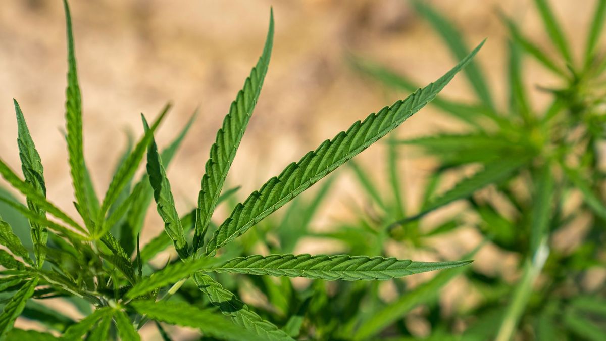 Close-up of green cannabis leaves against a blurred beige background
