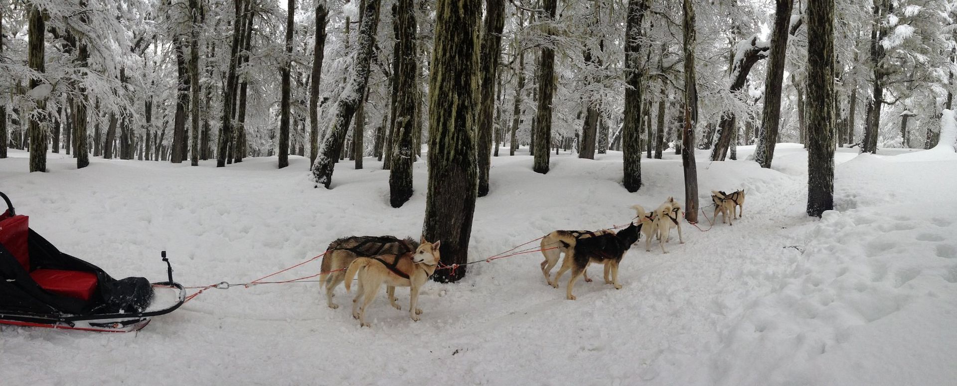 Equipo de perros tirando de un trineo a través de un bosque nevado con árboles al fondo.