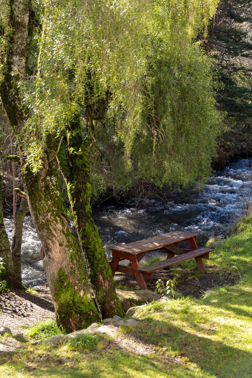 Mesa de picnic junto a un arroyo bajo un sauce en un parque soleado y cubierto de hierba.