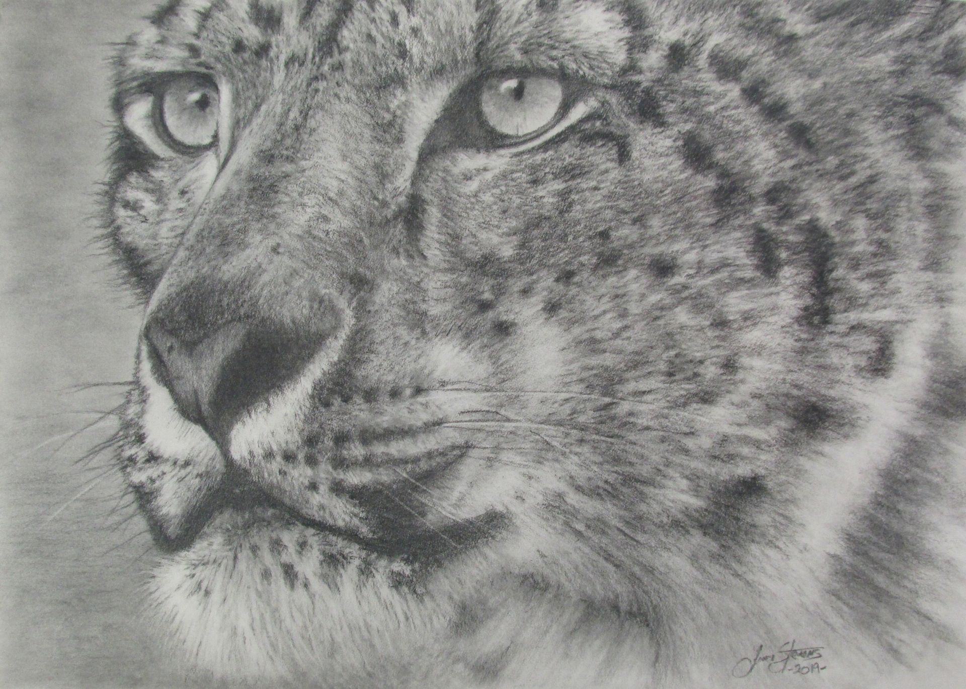 Close-up pencil drawing of a snow leopard's face; focused eyes, spotted fur.
