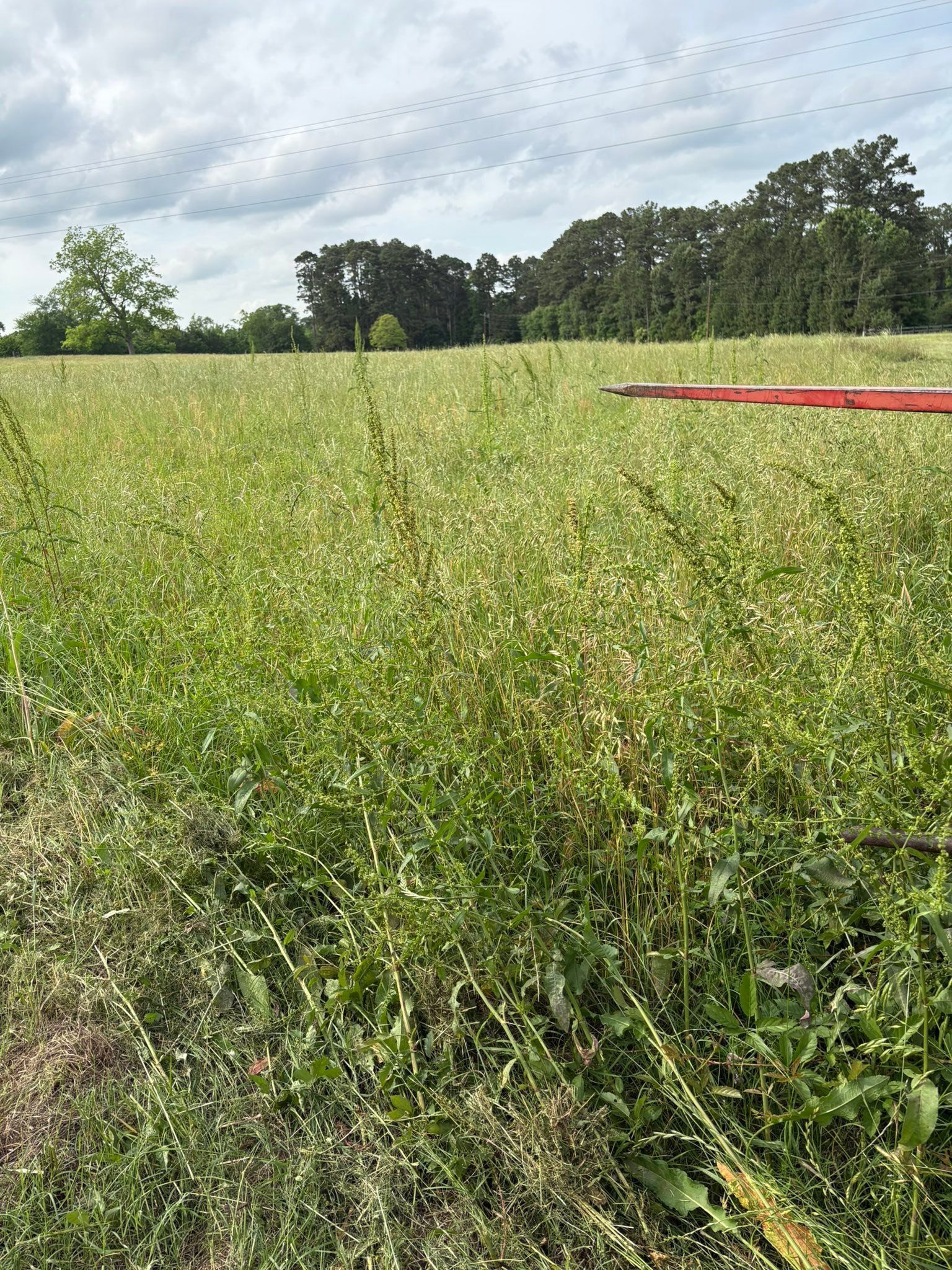 A green field of tall grass under a cloudy sky, with trees in the background and a red line on the right.