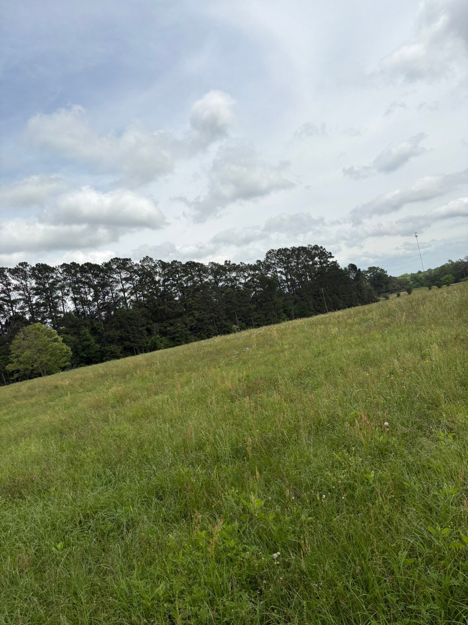 Grassy hillside under cloudy sky with a line of trees in the distance