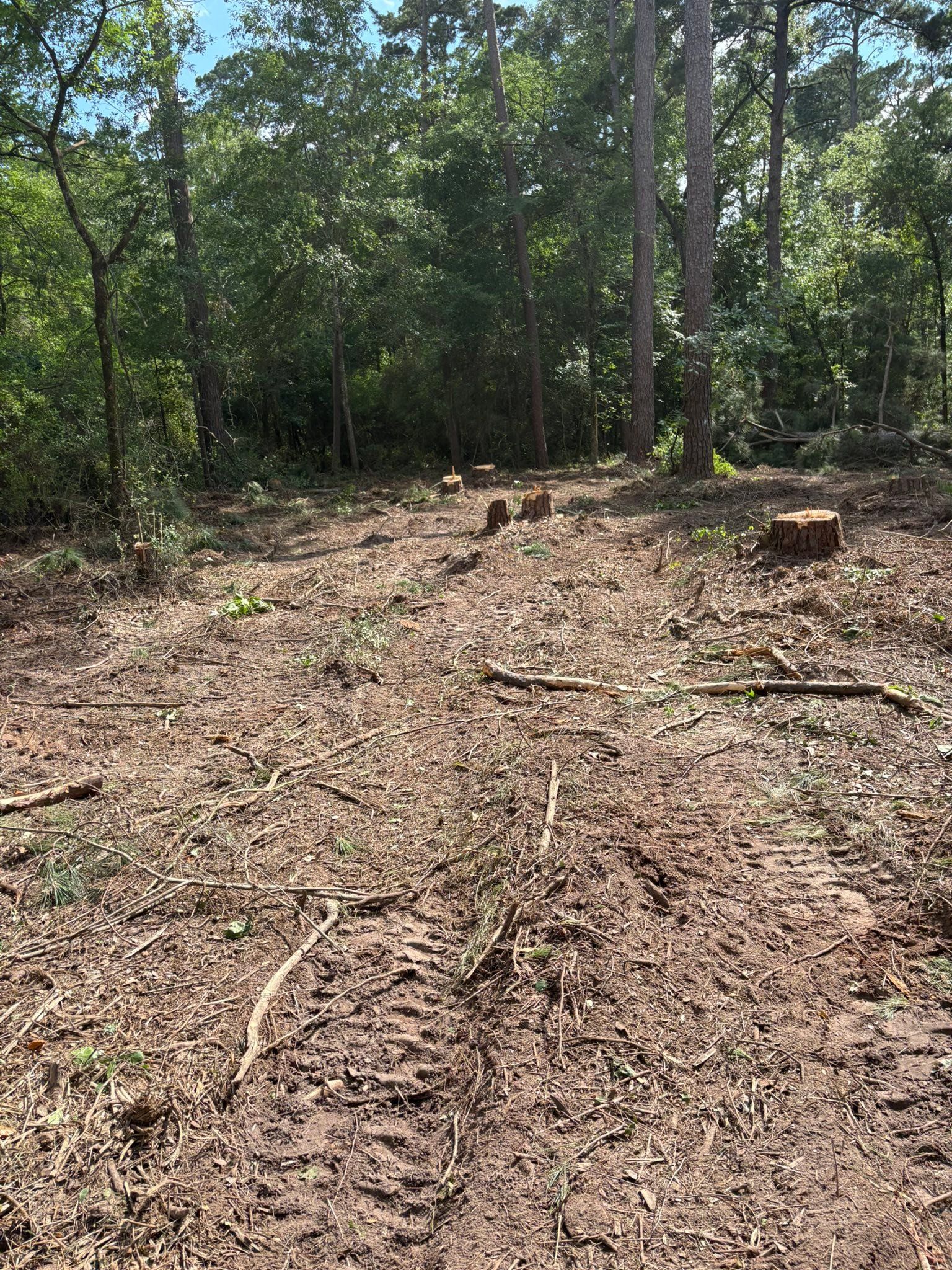 Cleared dirt path through a wooded area with trees and dry leaves on the ground