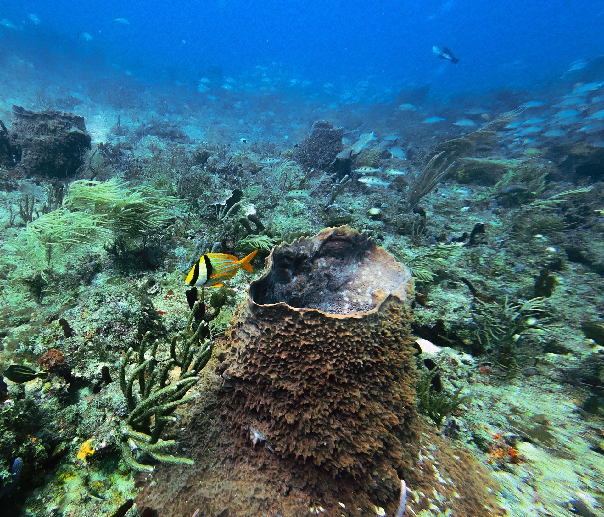Coral reef underwater with a yellow fish swimming among rocks and blue water
