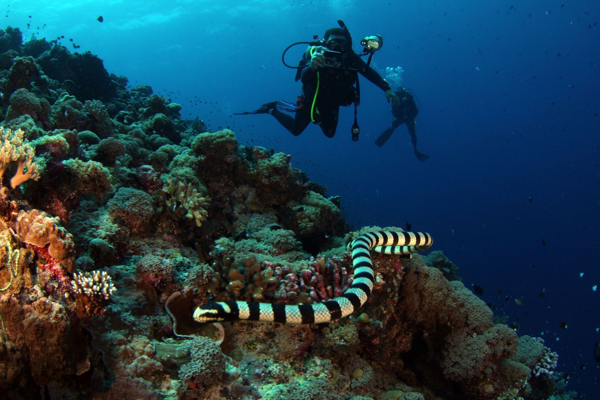 Scuba diver above a coral reef with a striped sea snake in clear blue water