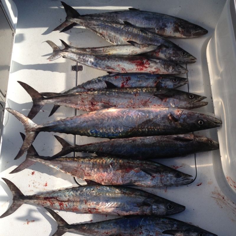 Several large fish laid in a white cooler, some with visible blood on their bodies.