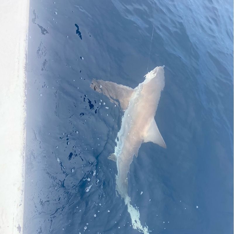 A shark swimming just below the surface of deep blue water.