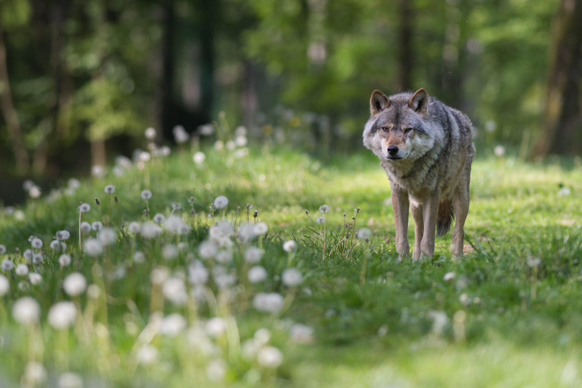 Wolf steht auf einer Graswiese mit Löwenzahn, umgeben von einem Wald.