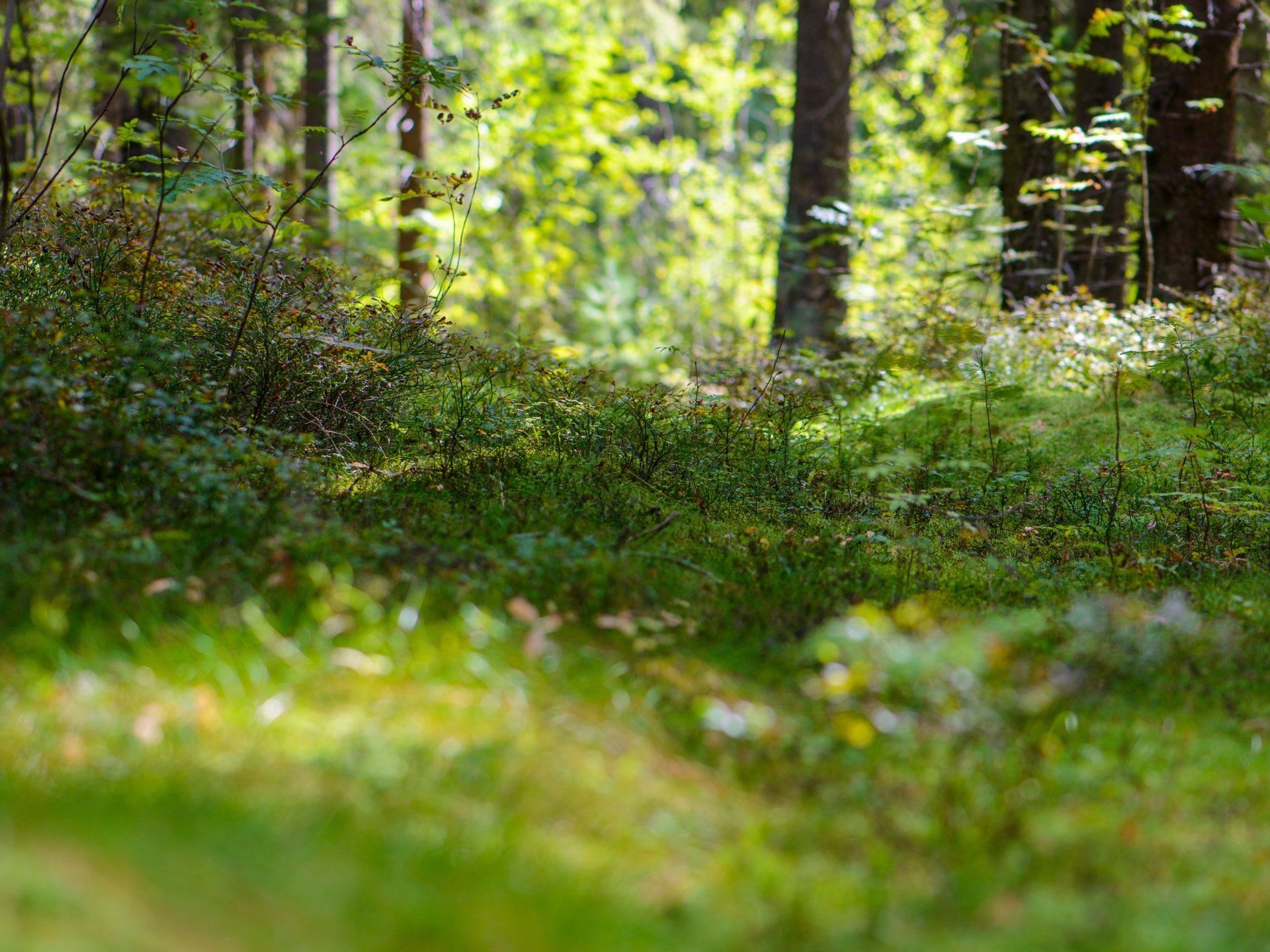 Saftig grüner Waldboden mit gesprenkeltem Sonnenlicht, Bäume im Hintergrund.