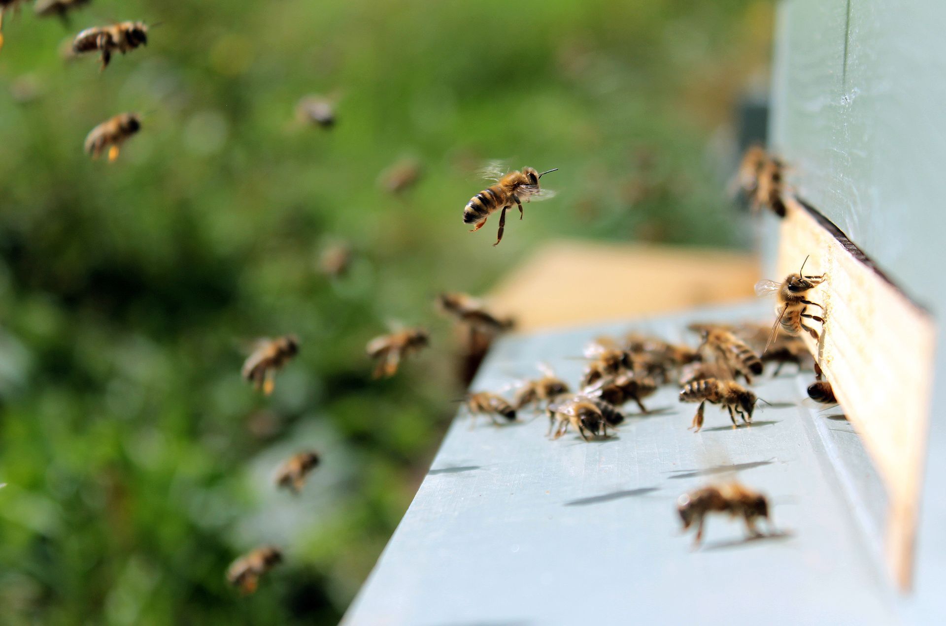 Bienen schwärmen um den Eingang eines Bienenstocks; viele sind im Flug. Im Hintergrund grünes Laub.