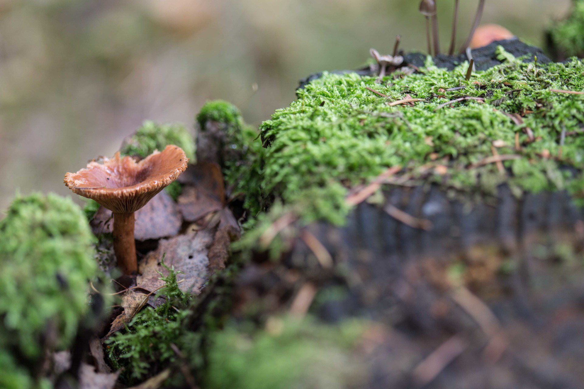 Schorfheide Wald