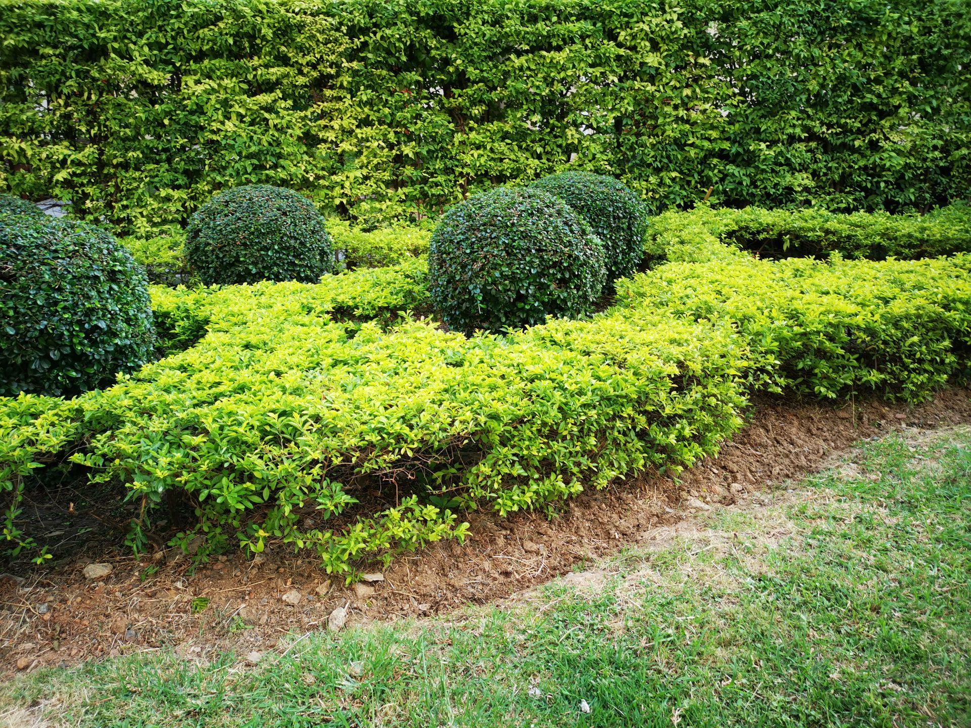 Professionally trimmed round boxwood shrubs and manicured hedges in residential landscaping.