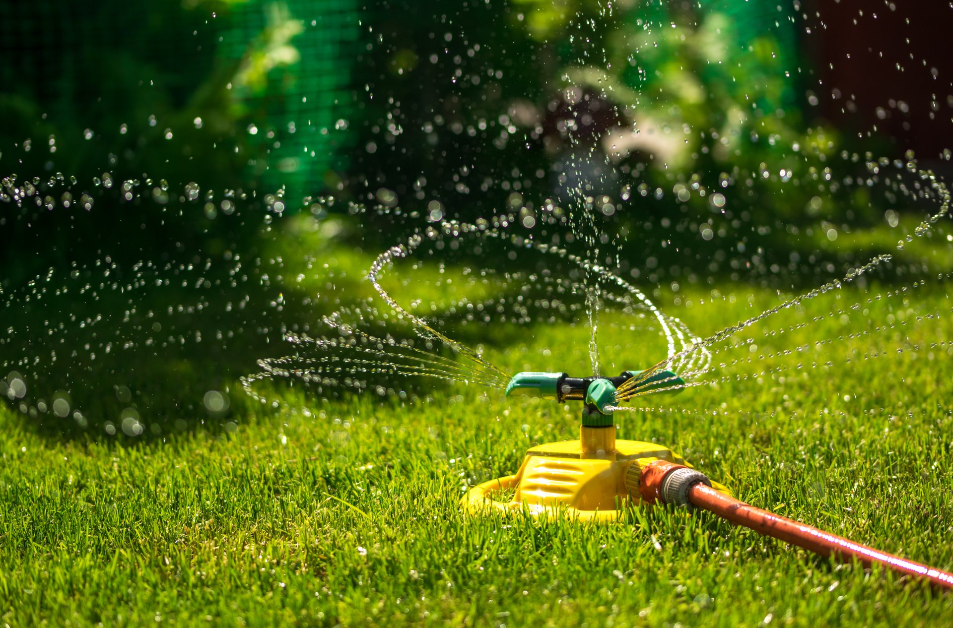 A sprinkler watering green grass with a hose in a sunny backyard.