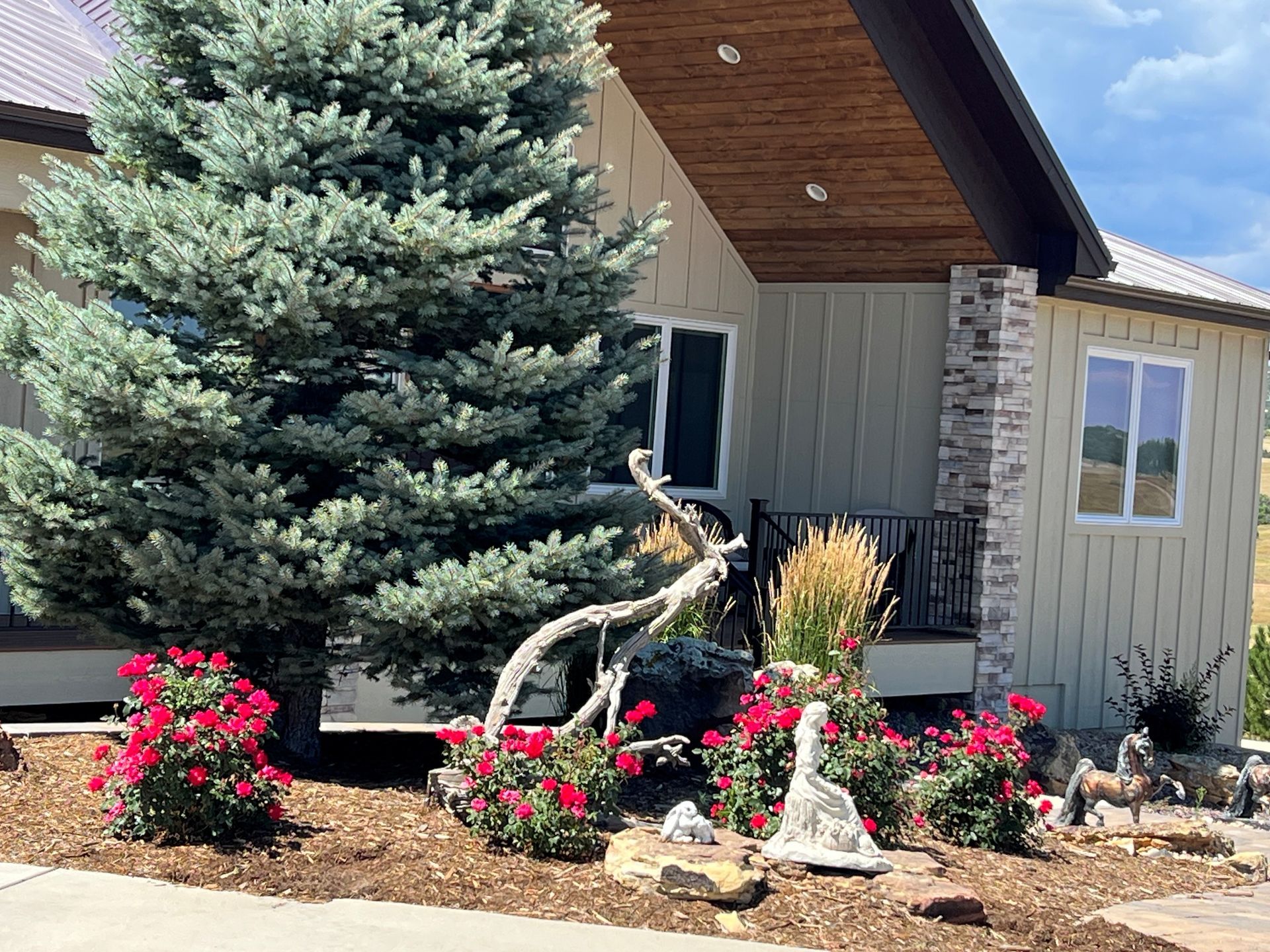 House with light siding and brown trim, blue spruce, red flowers, and rock landscaping.