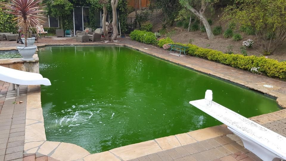Green algae-filled swimming pool with a diving board, in a backyard setting.