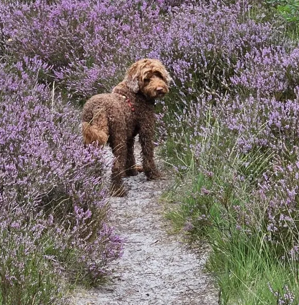 Ted, onze vriend