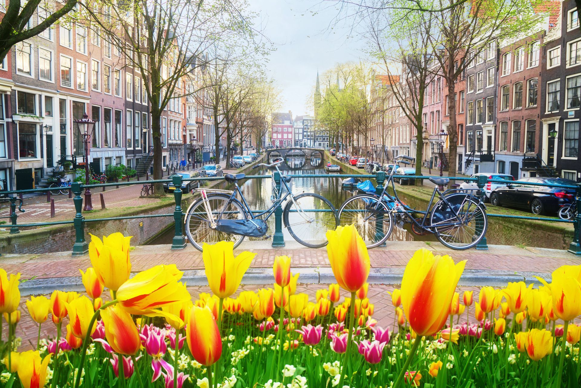 Tulips in front of a canal lined with bicycles and row houses on a sunny day