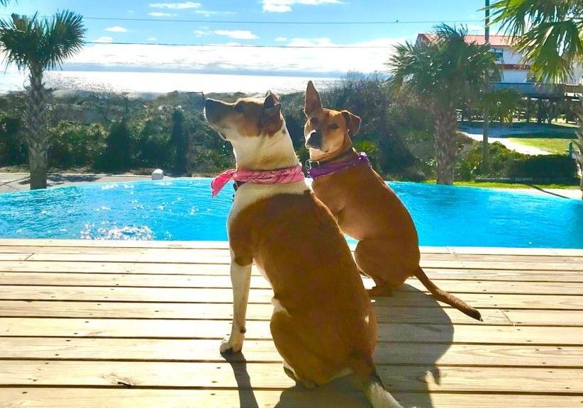 Two dogs wearing bandanas sit on a deck, looking towards a pool and sunny horizon.