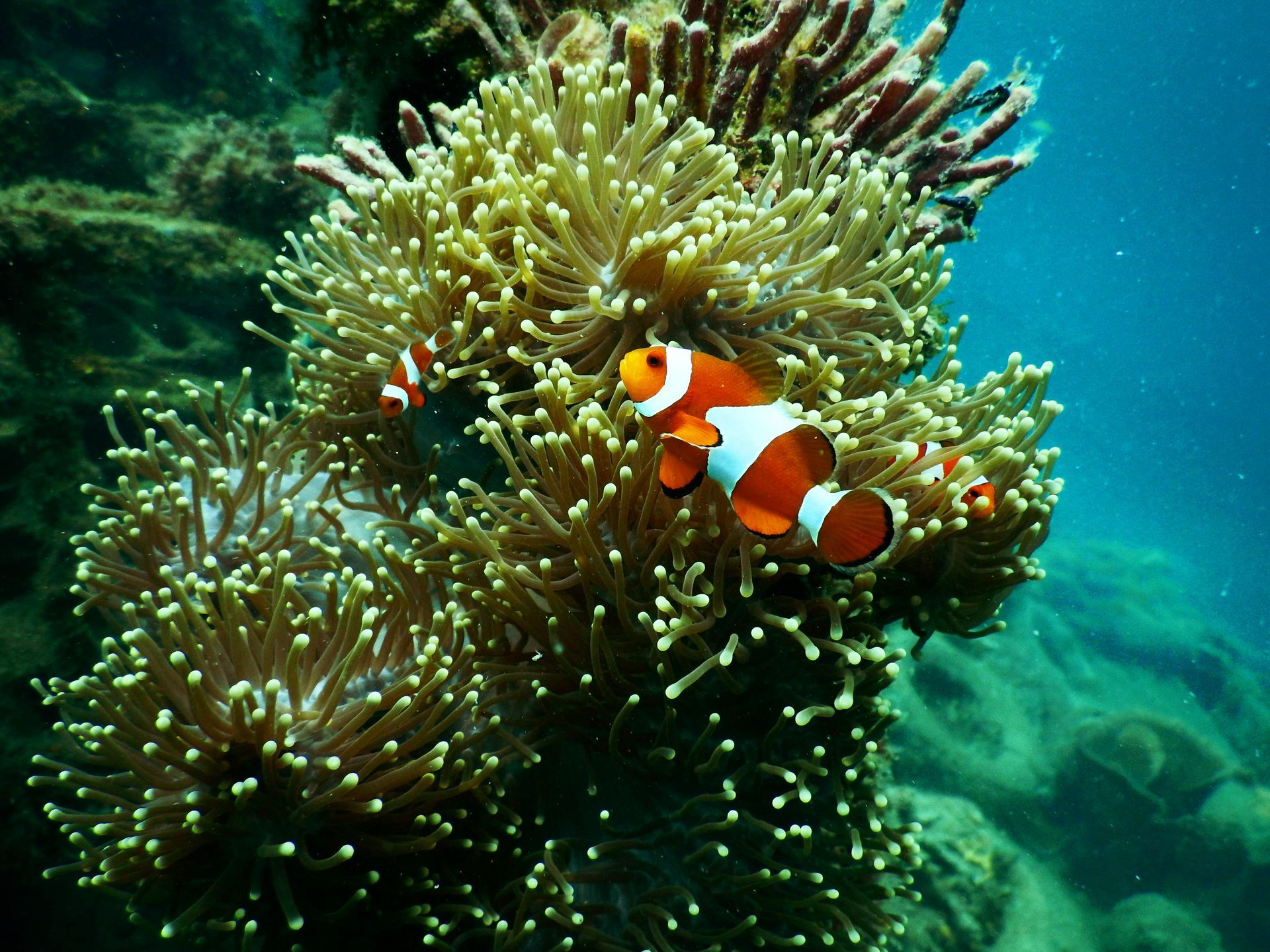 A clown fish is swimming in a coral reef