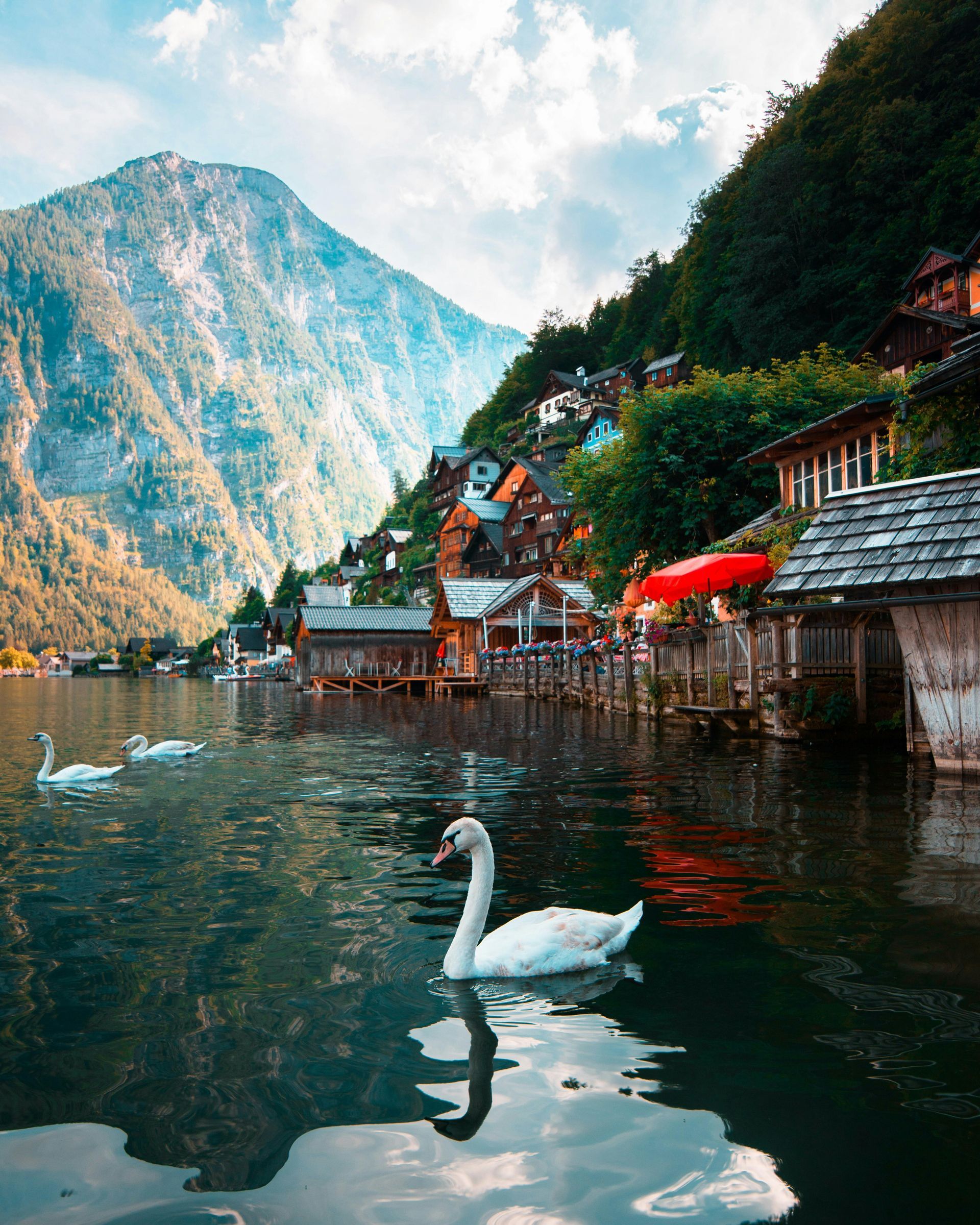 Swans on a lake in Hallstatt, Austria. Wooden houses on water with a mountain backdrop.