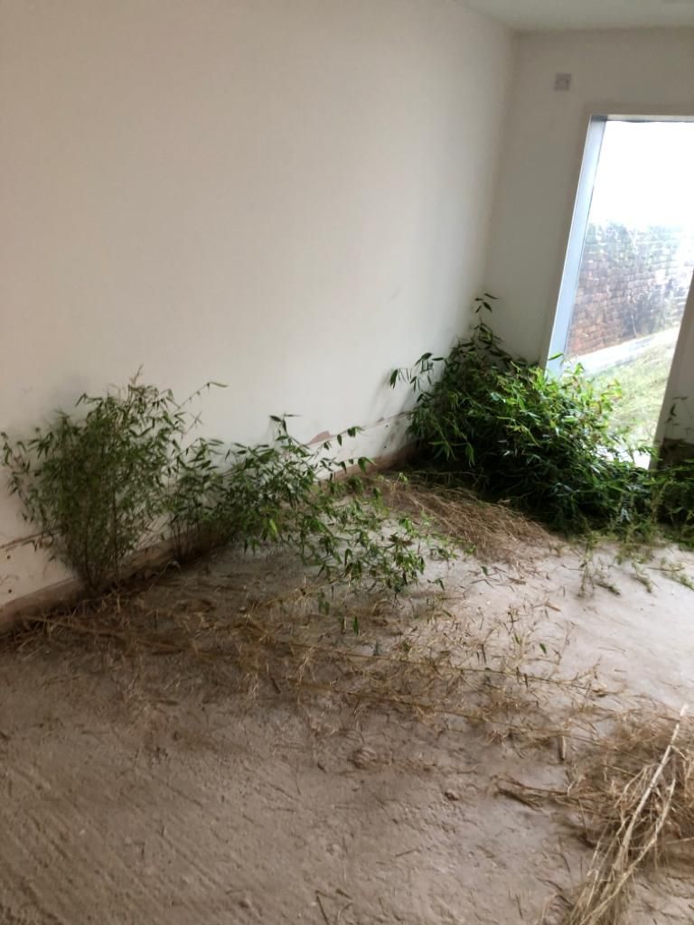 Japanese knotweed invading a derelict room