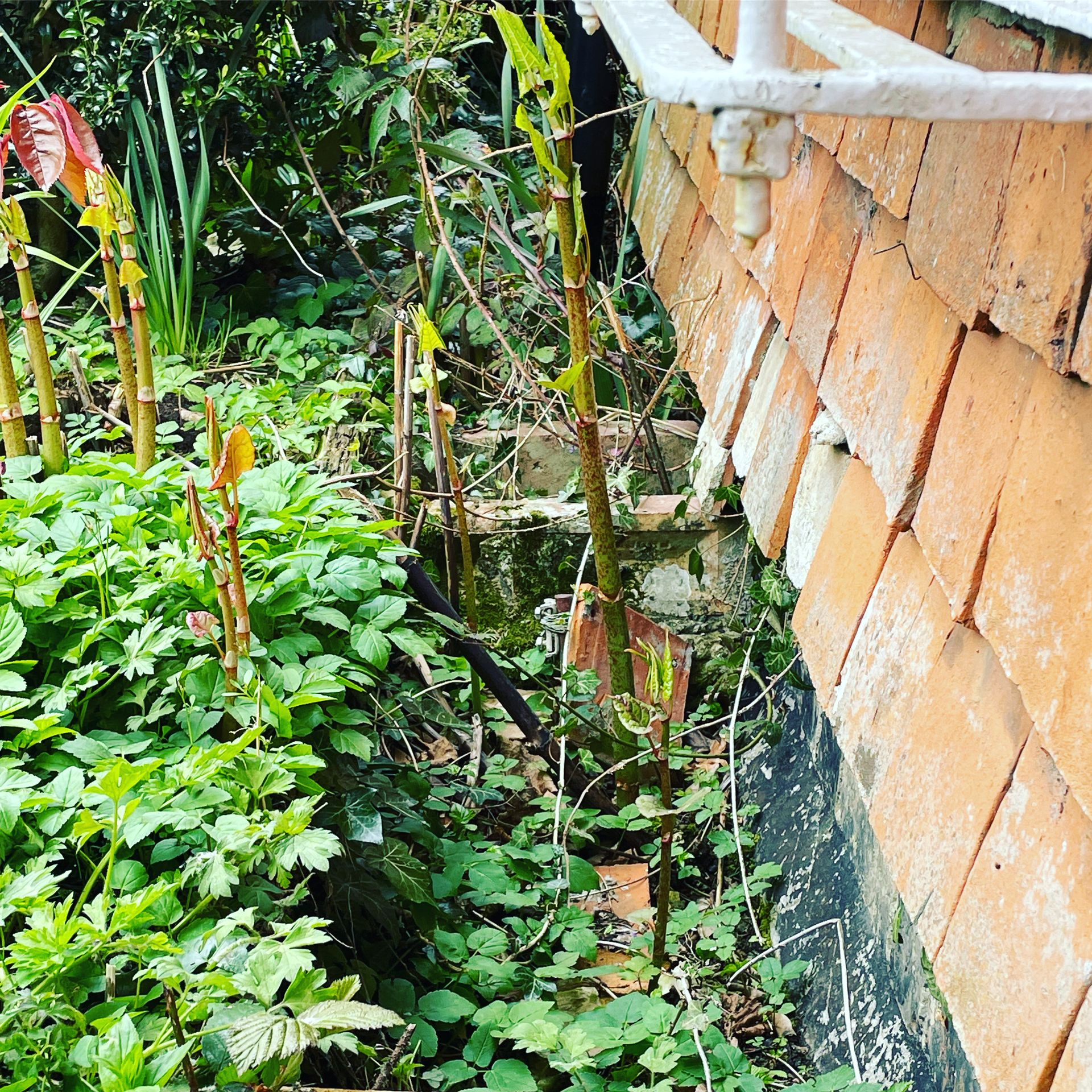 Japanese Knotweed growing beside property