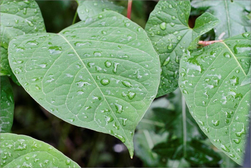 Japanese Knotweed