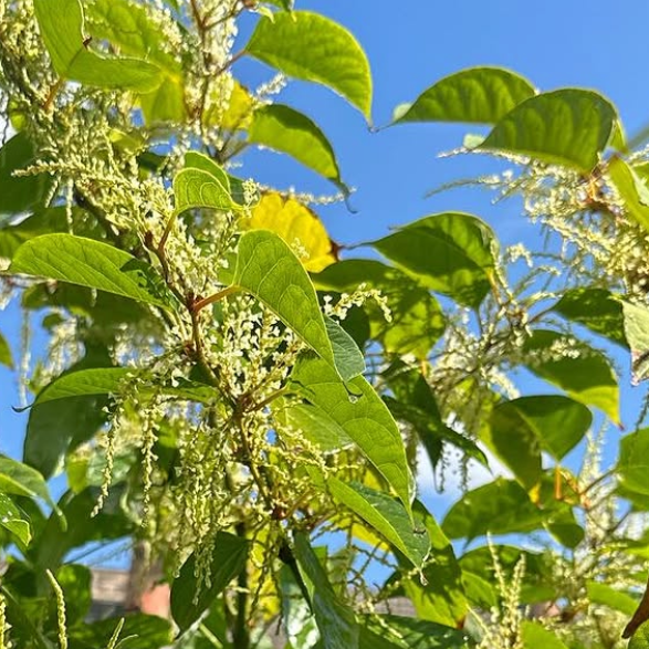 Japanese Knotweed leaves and flowers in Summer