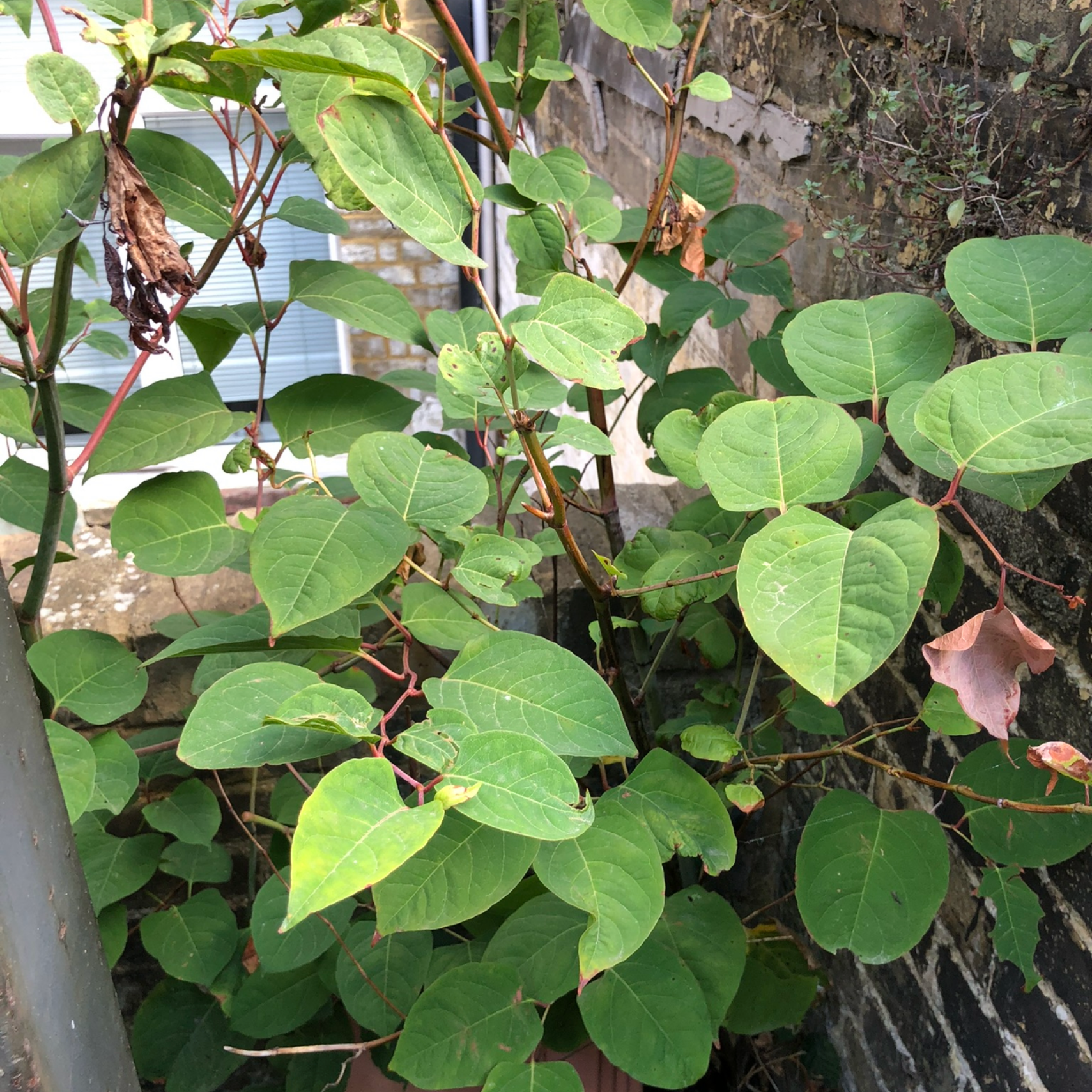 Japanese Knotweed growing against boundary wall