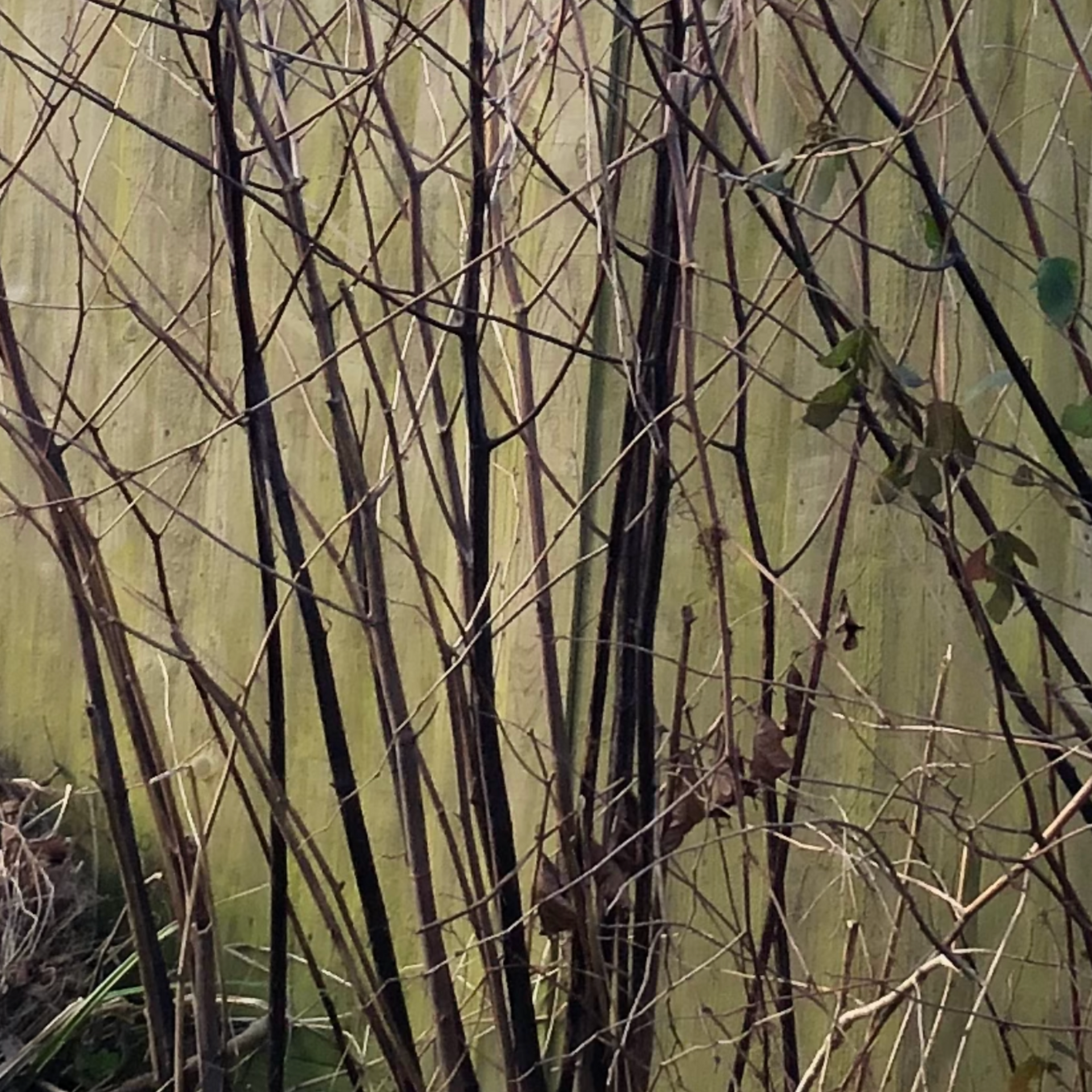 Japanese Knotweed canes during winter dieback