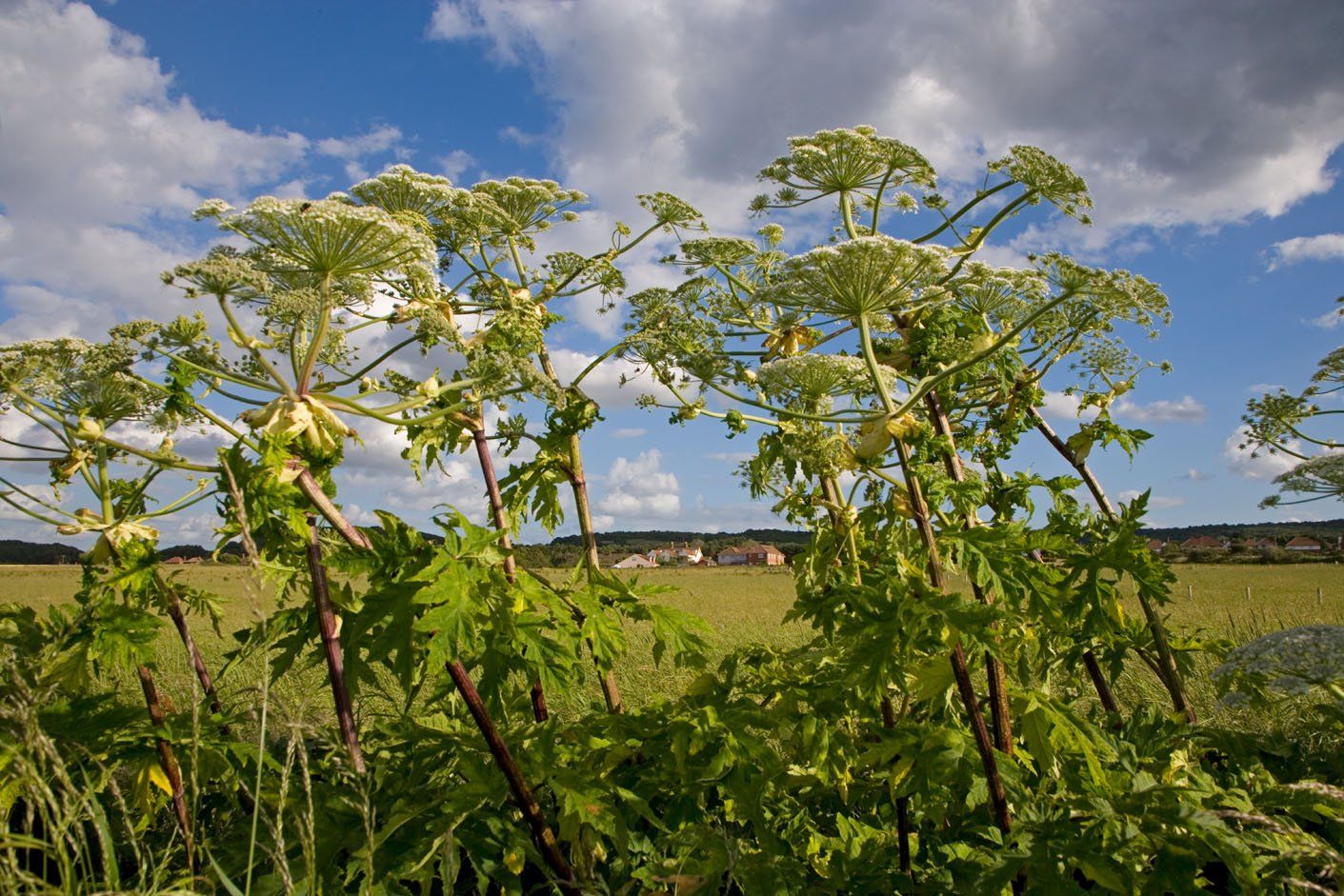 Invasive plant species