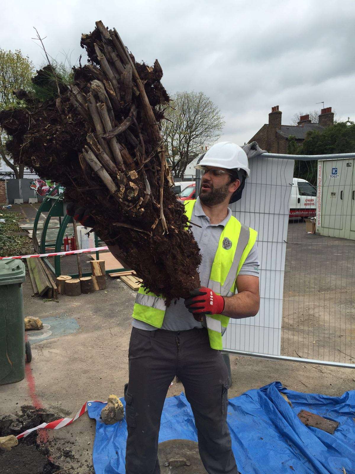 Removing Japanese Knotweed