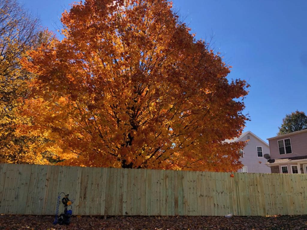 Big Tree — Louisville, KY — Lancaster Fencing