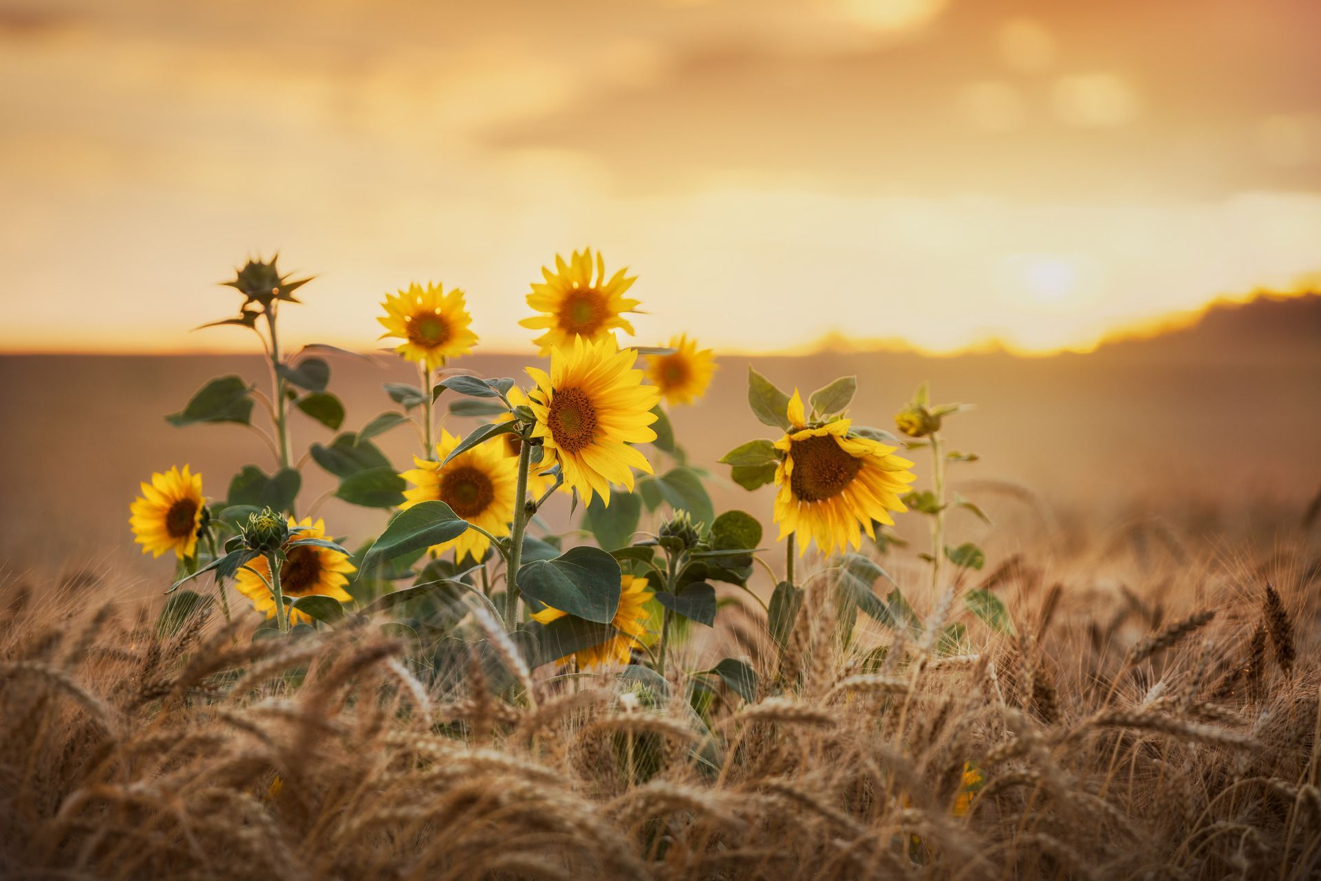 Sunflowers blooming in a wheat field at golden sunset, with warm haze in the background