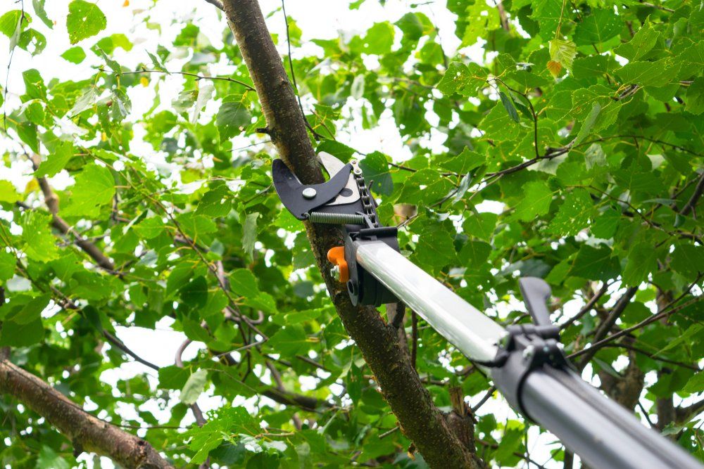 Tree Pruning