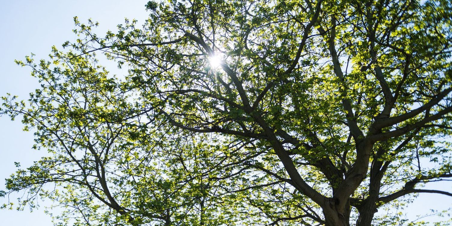 The sun is shining through the branches of a tree.