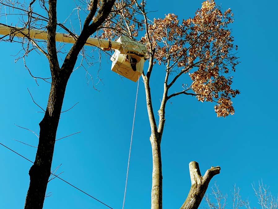 A person is cutting a tree with a crane.