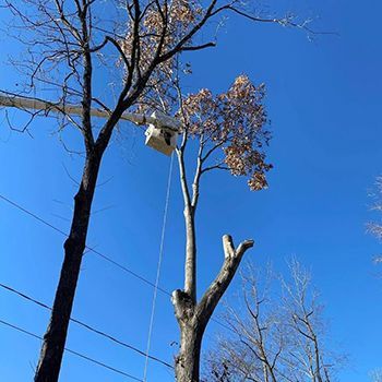 A tree being cut down by a crane with a blue sky in the background.