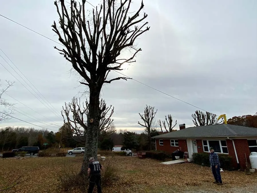 A trimmed tree in a yard with a brick house and a person standing nearby on an overcast day