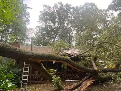 A large tree branch fallen on a house roof. A ladder leans against the building. Cloudy, outdoor setting.