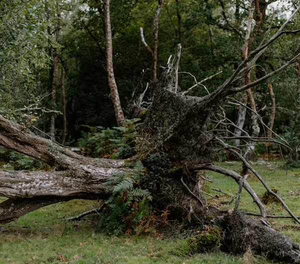 Uprooted fallen tree with exposed roots lying across a grassy forest clearing
