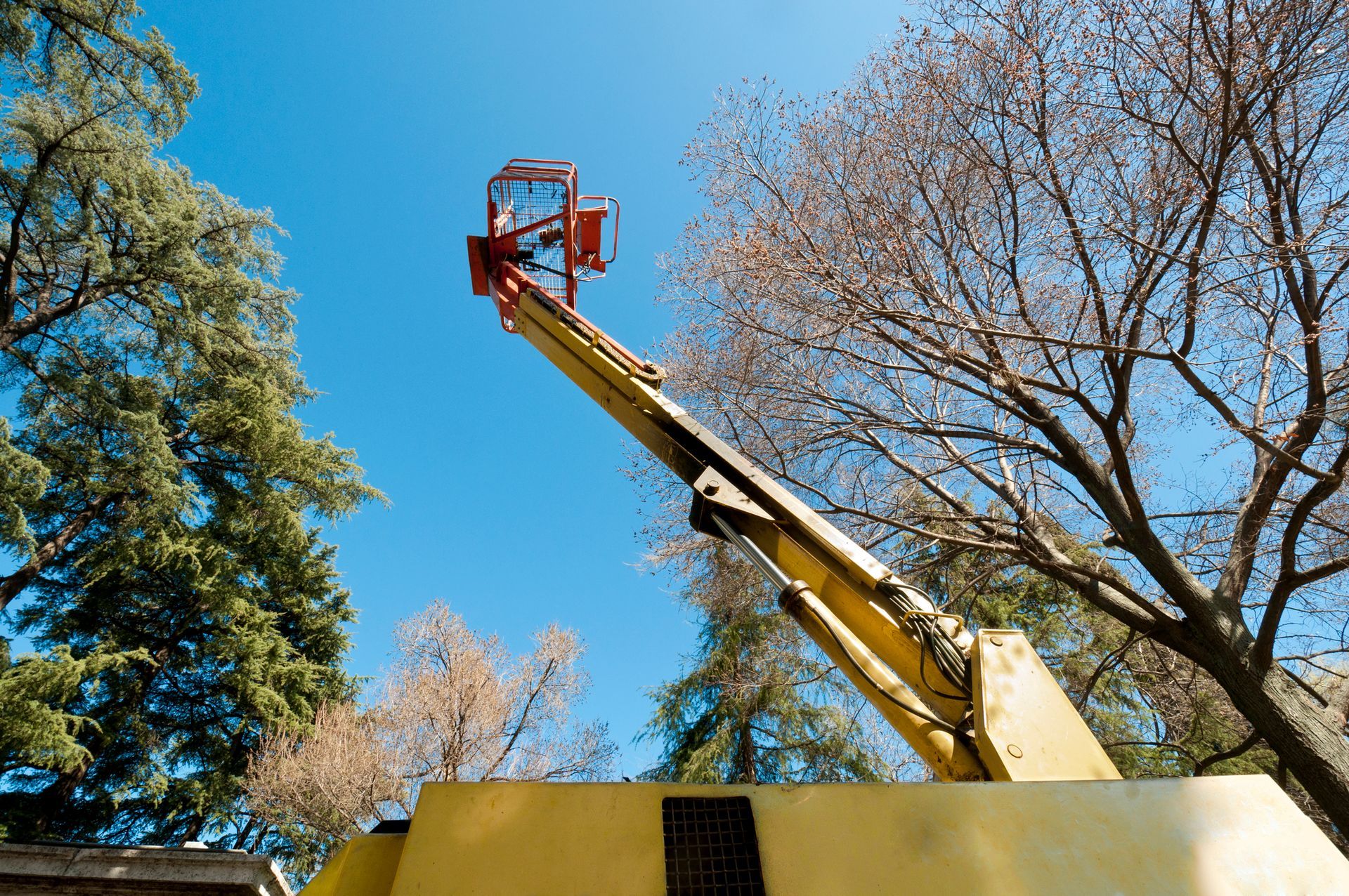A yellow crane is lifting a tree in a park.
