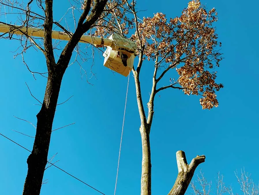 A person is cutting a tree with a crane.