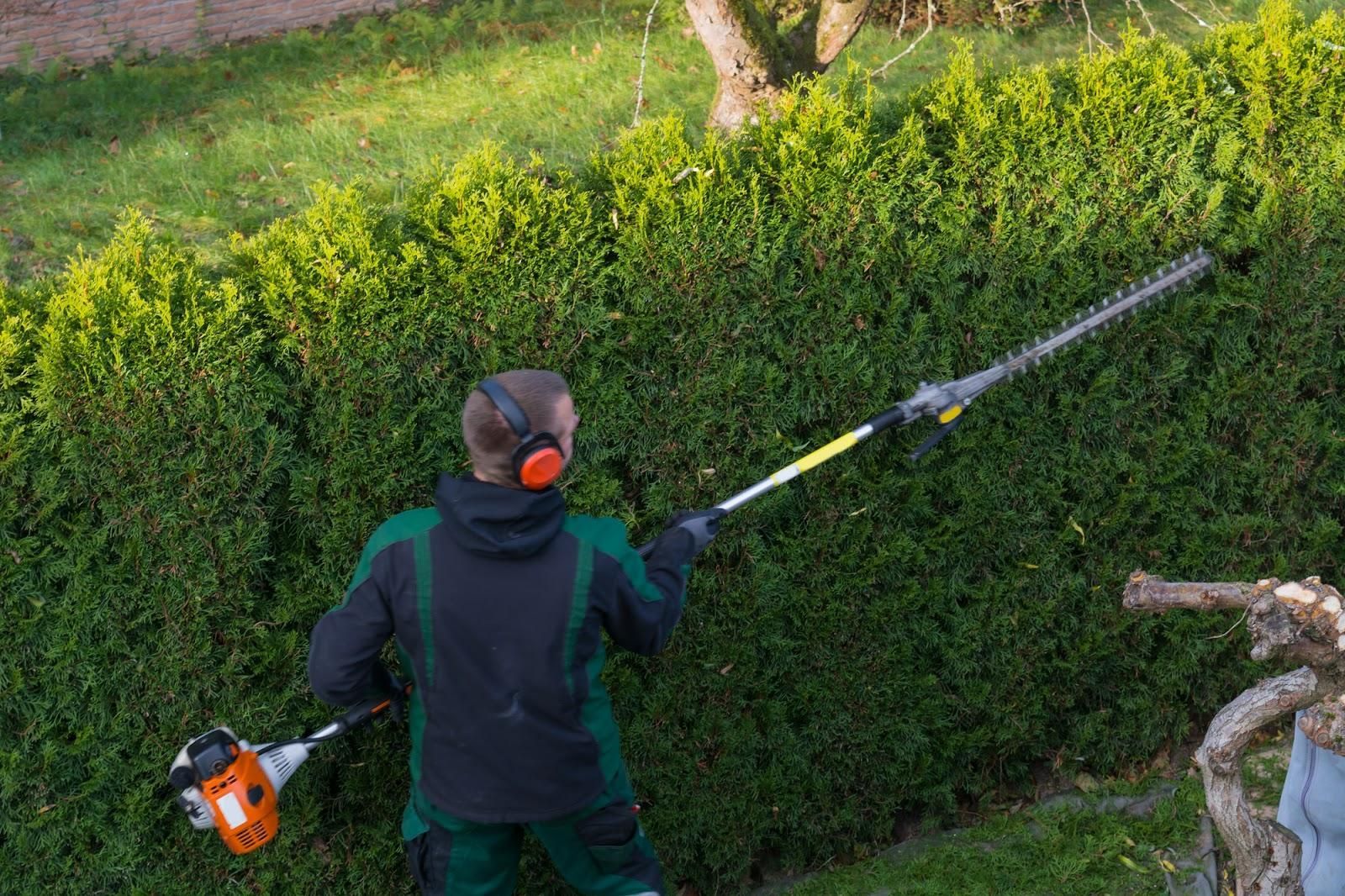 A man is cutting a hedge with a hedge trimmer.