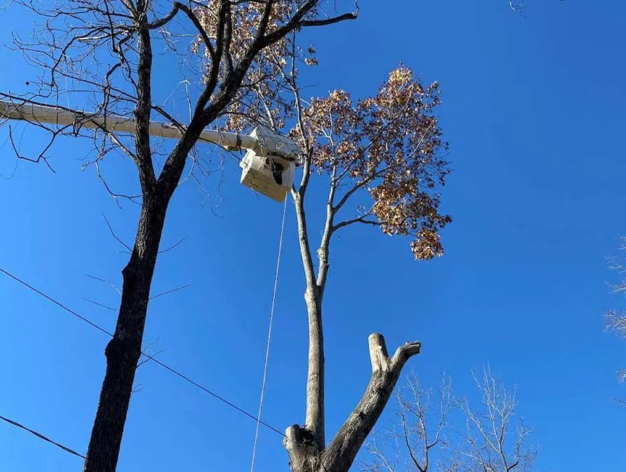 A man in a bucket is cutting a tree.
