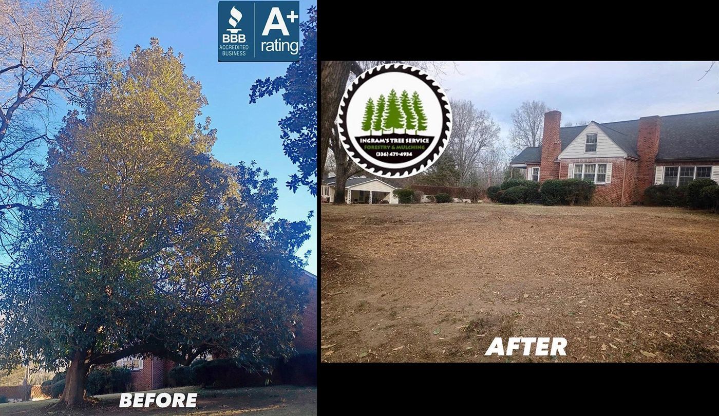 Before/after of tree removal: large tree, now empty yard next to brick house.
